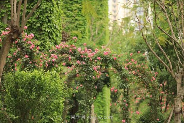成都“高顏值”月季花開(kāi)正艷，50多個(gè)品種美爆街頭(圖3)