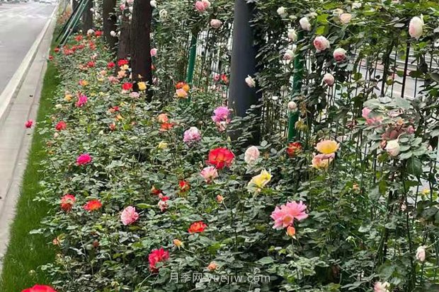 成都“高顏值”月季花開(kāi)正艷，50多個(gè)品種美爆街頭(圖4)