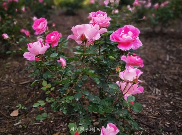 成都植物園也有月季園了，超美盛花期來(lái)啦(圖7)