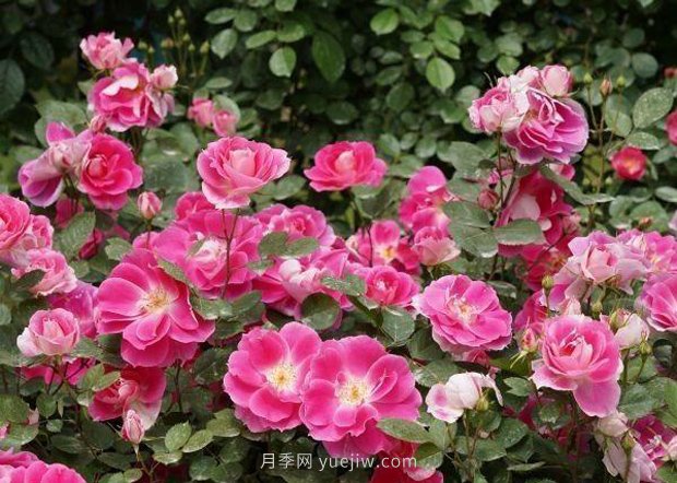 武漢滿(mǎn)街月季開(kāi)放，近百座公園進(jìn)入盛花期(圖2)