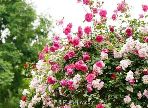 武漢滿(mǎn)街月季開(kāi)放，近百座公園進(jìn)入盛花期(圖5)