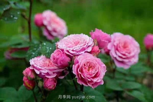 上海顧村公園月季園5月游園正當時(shí)，535畝月季浪漫盛放(圖1)