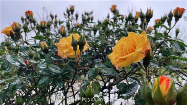 襄城無(wú)處不飛花，襄陽(yáng)首屆月季文化旅游節開(kāi)幕(圖1)