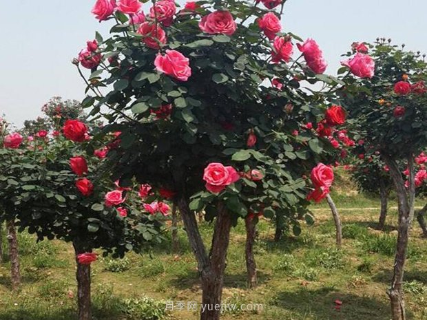 內鄉樹(shù)狀月季園種植批發(fā)月季樹(shù)(圖2)