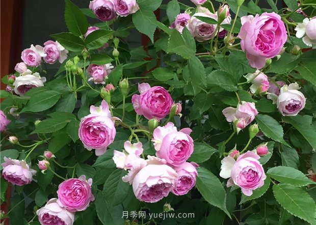 瑪姬嬸嬸月季，別被名字嚇跑，勤花超級花多(圖1)