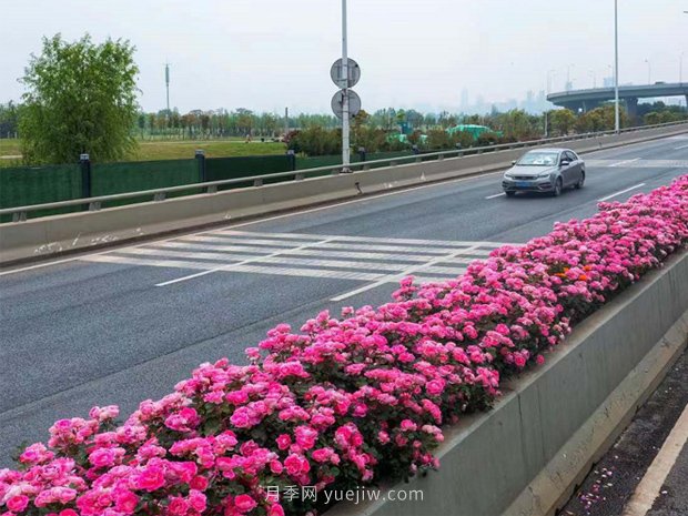 南陽(yáng)月季美化武漢花城，百條道路月季開(kāi)到爆街(圖3)