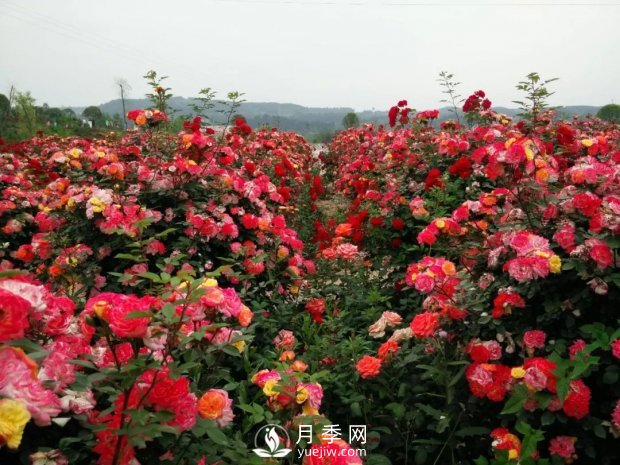2021四川綿陽(yáng)百萬(wàn)醉美月季花海藝術(shù)節，4月15日盛大開(kāi)幕有福利(圖5)