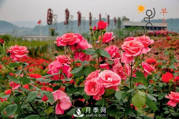 2021四川綿陽(yáng)百萬(wàn)醉美月季花海藝術(shù)節，4月15日盛大開(kāi)幕有福利(圖2)
