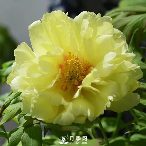 牡丹花中之王，推薦8個(gè)品種**驚艷到你(圖2)