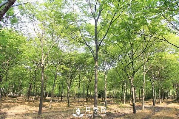 櫸樹(shù)早園林中日漸火爆，有鄉土樹(shù)種的5重優(yōu)勢(圖1)