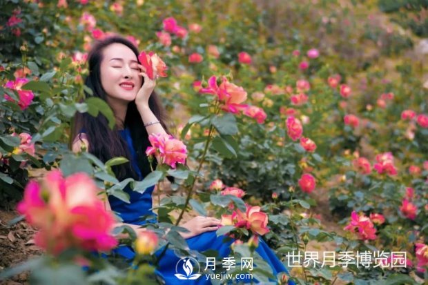 2021四川綿陽(yáng)百萬(wàn)醉美月季花海藝術(shù)節，4月15日盛大開(kāi)幕有福利(圖3)