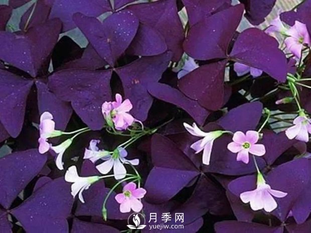 5種綠化帶常見(jiàn)的植物，盆栽觀(guān)賞好養(圖1)