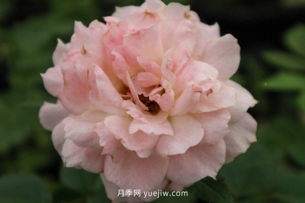 南陽(yáng)月季的養殖方法(圖1)