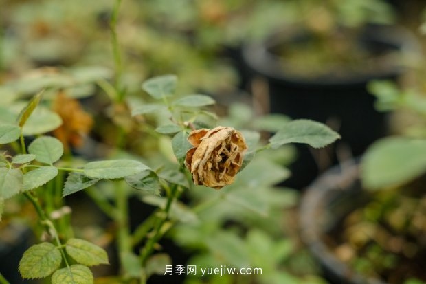 南陽(yáng)月季的養殖方法(圖2)