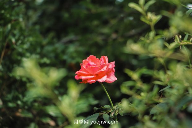 南陽(yáng)月季的養殖方法(圖3)