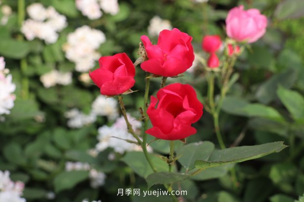 14個(gè)月季品種推薦，看一眼就中毒(圖6)