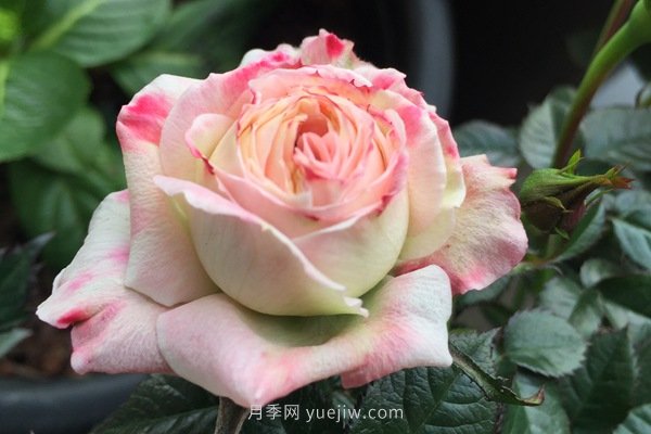 十款花期***長(cháng)的微型月季品種，適合陽(yáng)臺種植(圖8)