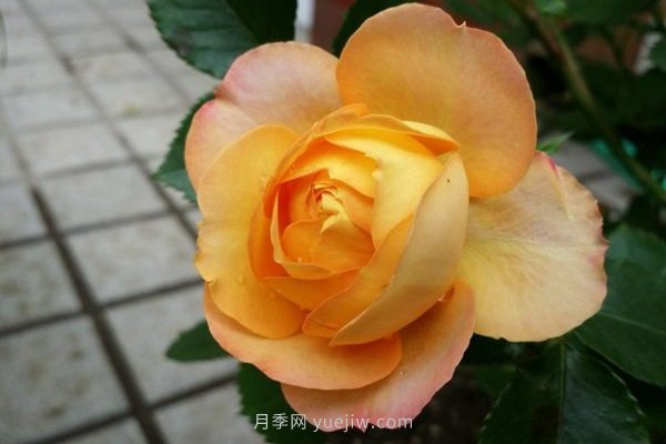 十款花期***長(cháng)的微型月季品種，適合陽(yáng)臺種植(圖7)