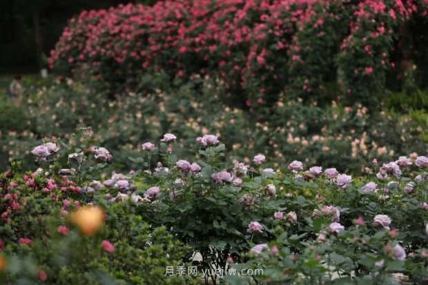 成都植物園也有月季園了，超美盛花期來(lái)啦(圖4)