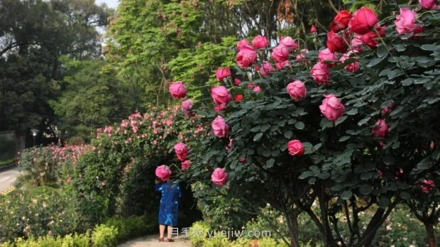 成都植物園也有月季園了，超美盛花期來(lái)啦(圖2)