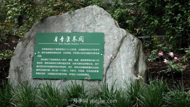 成都植物園也有月季園了，超美盛花期來(lái)啦(圖1)