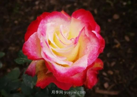 成都植物園也有月季園了，超美盛花期來(lái)啦(圖6)