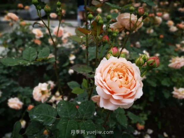 成都植物園也有月季園了，超美盛花期來(lái)啦(圖5)