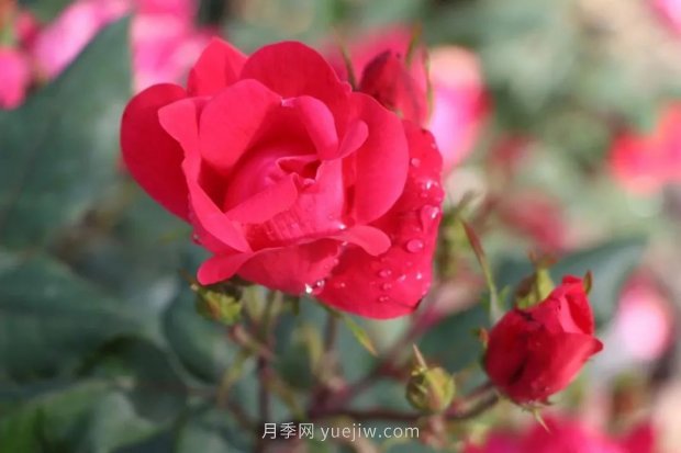 成都植物園也有月季園了，超美盛花期來(lái)啦(圖9)