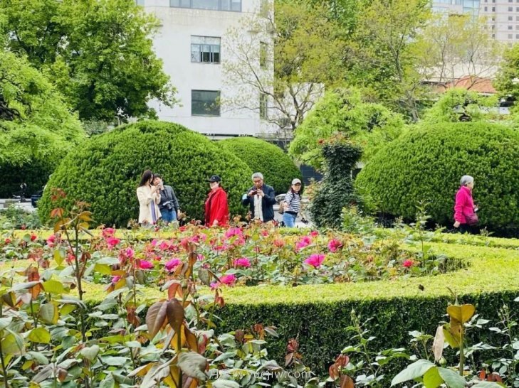 上海復興公園月季園，月季花開(kāi)獻給市民的視覺(jué)盛宴(圖4)