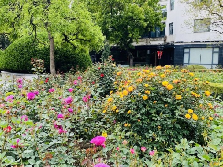 上海復興公園月季園，月季花開(kāi)獻給市民的視覺(jué)盛宴(圖5)
