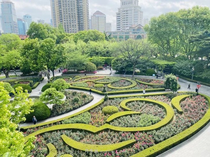 上海復興公園月季園，月季花開(kāi)獻給市民的視覺(jué)盛宴(圖2)