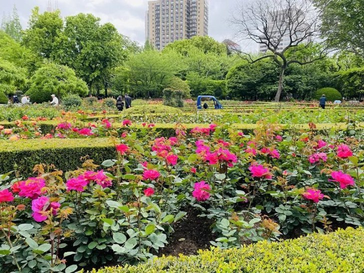 上海復興公園月季園，月季花開(kāi)獻給市民的視覺(jué)盛宴(圖3)