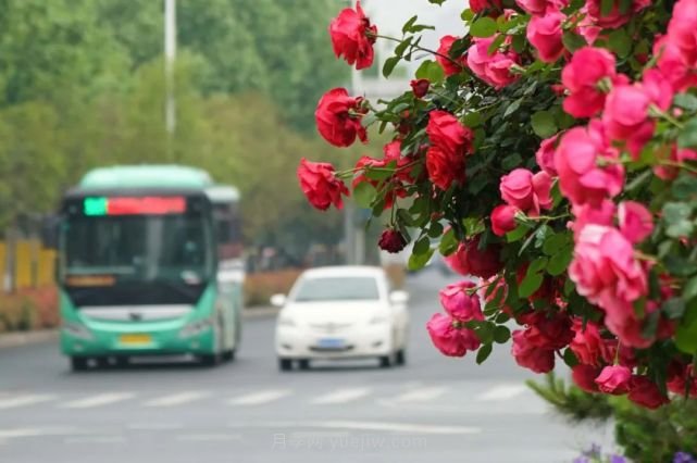 滿(mǎn)城飄香賞月季，月季花開(kāi)驚艷了四月的鄭州(圖3)