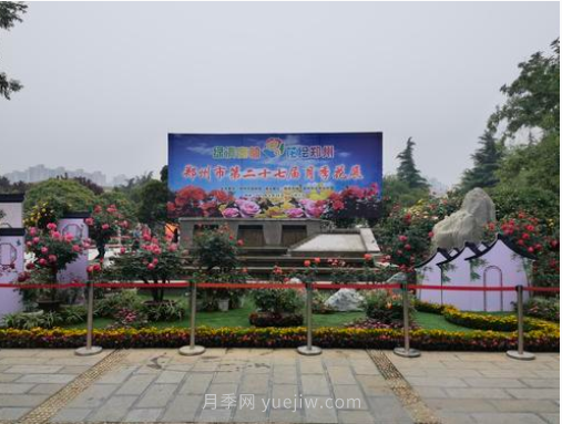 滿(mǎn)城飄香賞月季，月季花開(kāi)驚艷了四月的鄭州(圖6)