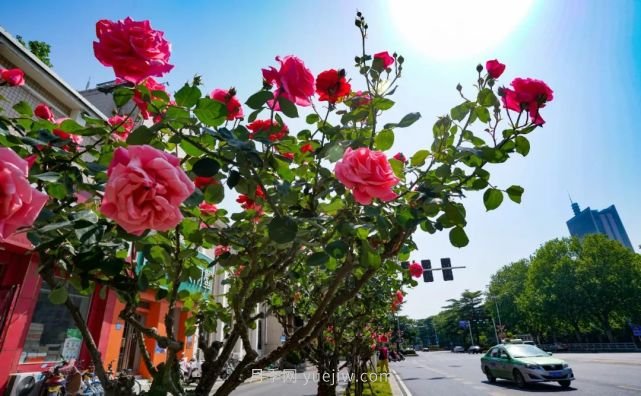 滿(mǎn)城飄香賞月季，月季花開(kāi)驚艷了四月的鄭州(圖4)