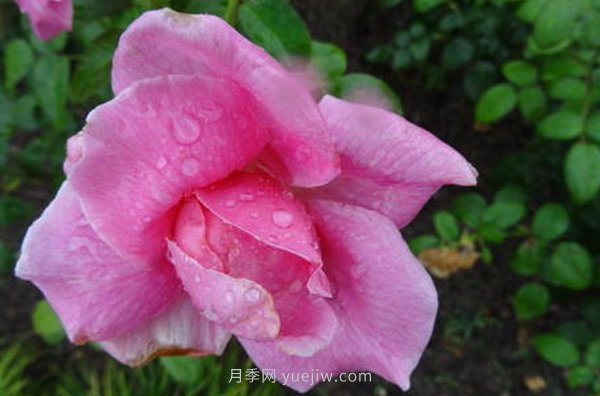 南陽(yáng)月季花，長(cháng)得好看，想養好要學(xué)會(huì )的小技巧(圖1)