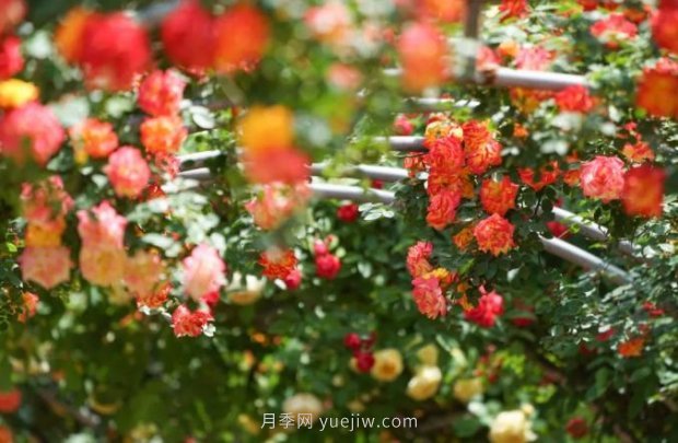 2185萬(wàn)株市花月季盛開(kāi)！請叫鄭州“月季花城”(圖4)