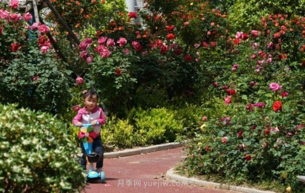 2185萬(wàn)株市花月季盛開(kāi)！請叫鄭州“月季花城”(圖5)