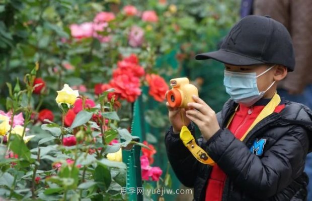 2185萬(wàn)株市花月季盛開(kāi)！請叫鄭州“月季花城”(圖1)
