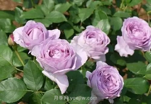 30種漂亮的月季品種推薦，必然有你喜歡的(圖11)