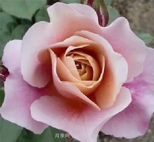 30種漂亮的月季品種推薦，必然有你喜歡的(圖18)