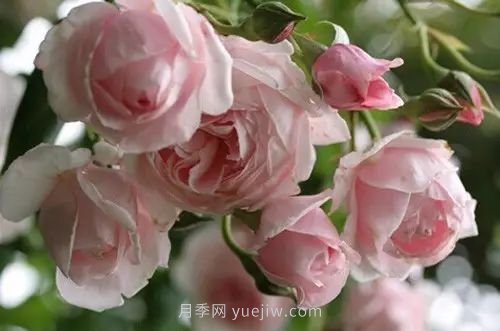 30種漂亮的月季品種推薦，必然有你喜歡的(圖24)