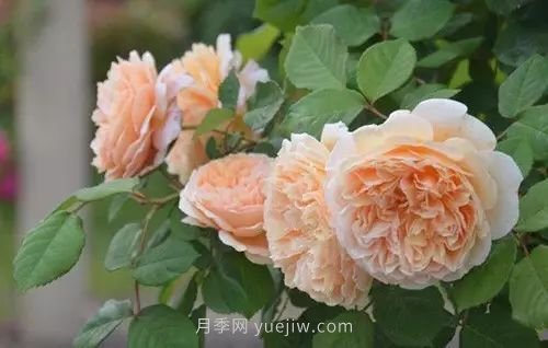30種漂亮的月季品種推薦，必然有你喜歡的(圖14)