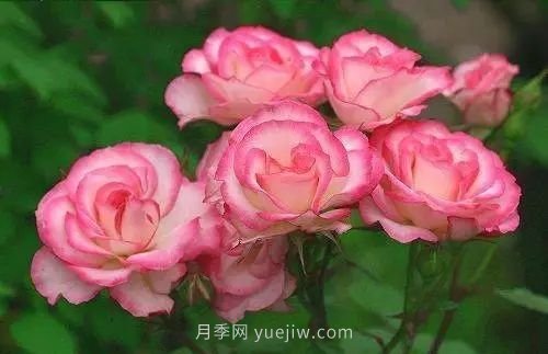 30種漂亮的月季品種推薦，必然有你喜歡的(圖25)