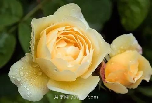 30種漂亮的月季品種推薦，必然有你喜歡的(圖26)
