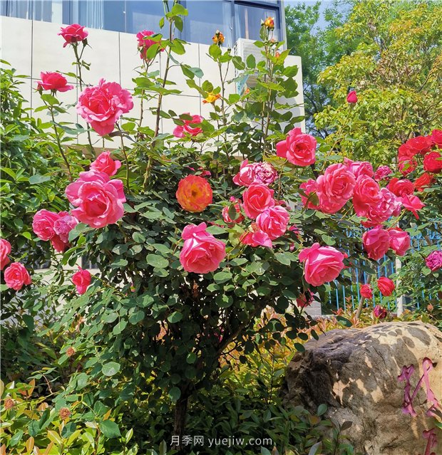 月季花開(kāi)正盛，期待市花城市建設(圖1)