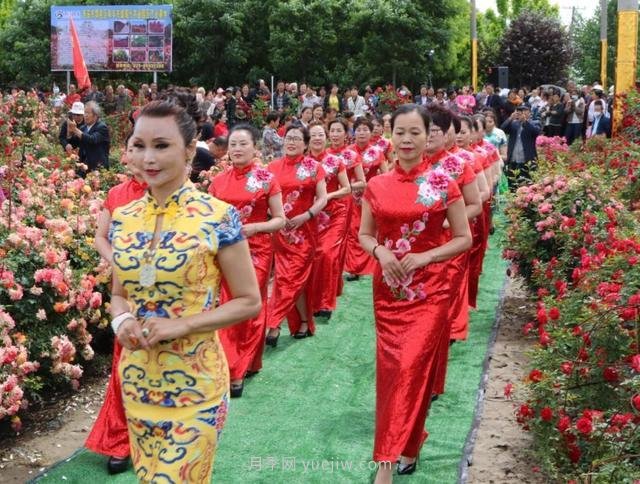西安鄠邑區首屆月季花節開(kāi)幕，爭奇斗艷迎賓客(圖1)