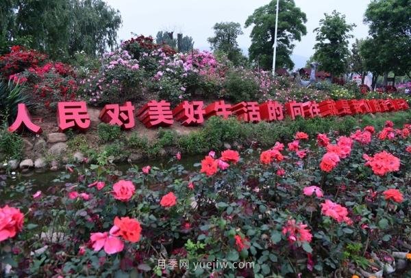 南陽(yáng)月季：***向我詢(xún)問(wèn)月季花球新品種(圖1)