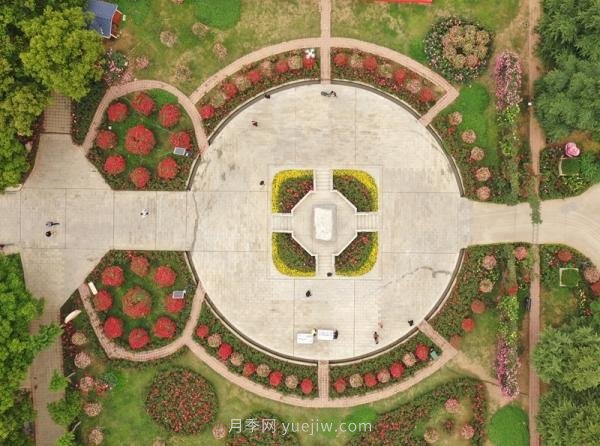 南陽(yáng)月季：***向我詢(xún)問(wèn)月季花球新品種(圖2)