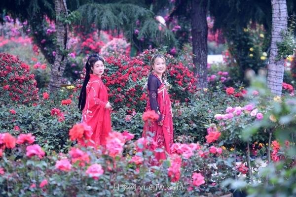 南陽(yáng)月季：***向我詢(xún)問(wèn)月季花球新品種(圖4)
